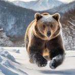 【悲報】 北海道のヒグマ、まだ冬眠していない