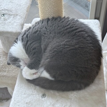 アンモニャイトとオレ様