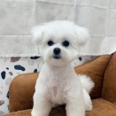 しろちゃんのトリミングday