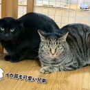 【猫ちゃん紹介③】シャー猫さんの魅力シリーズ　＊みこしくん ＆はなびちゃん＊