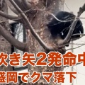 クマ対策に盛岡市長「射程数メートルの吹き矢部隊を強化します！」　麻酔吹き矢を使った捕獲重視を示す
