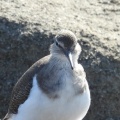 2026年10月17日の野鳥公園