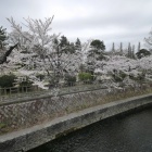 『LAOWA7.5mmF2で巡る哲学堂の桜３　2019/03/29　』の画像