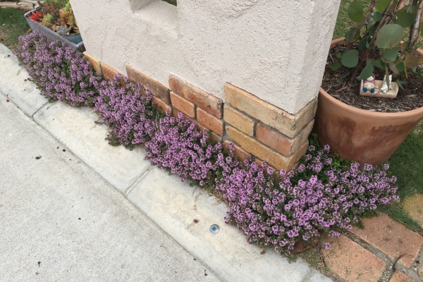 週末ガーデニング Dash庭 イブキジャコウソウ