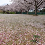 くろいわんこのブログ