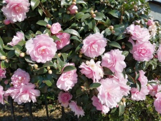 夫が買い物詐欺の被害に(>_<)