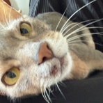 おうちごはんとおかしとねこ