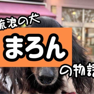 メルロコ一家の横須賀ストーリー