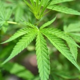 マリファナ（大麻）の合法化進む、薬効研究が盛んに