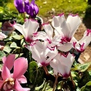 シクラメンの寄せ植えと葉ボタンの植付け