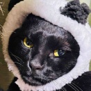 おぬしニャに奴！