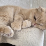 『自由気ままなにゃんこ達🐱』の画像