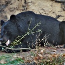 【画像】ドローンでクマよけスプレー噴射　宮城県石巻市が全国に先駆け導入へ