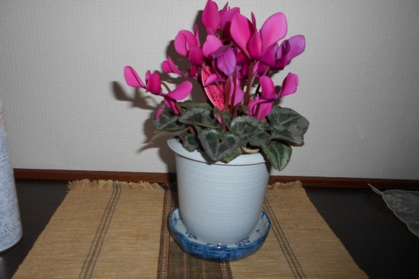 猫じゃらし揺れて