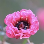 ヒロシマの視線