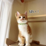 猫とお酒と日々のこと