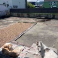 日向ぼっこ。