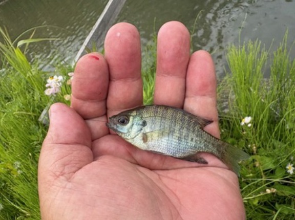 連休明けの魚釣り