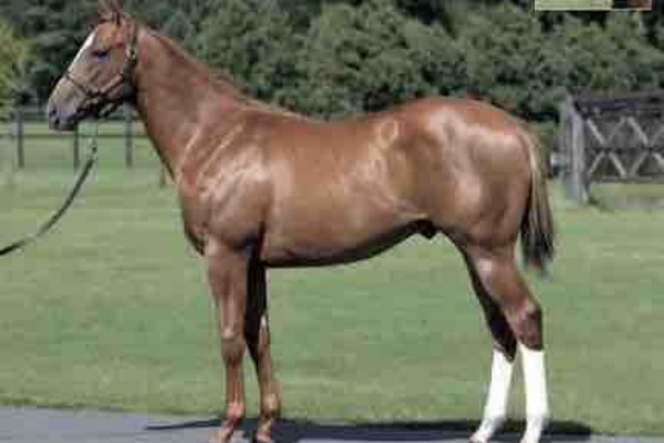 新入一口馬主の活動履歴 22