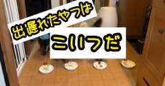 モコどん13歳杯バースデーダービー。