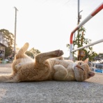 猫写真家・沖 昌之のブログ　野良ねこちゃんねる。　