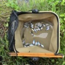 ちょっと涼しいのでタナゴ野釣り