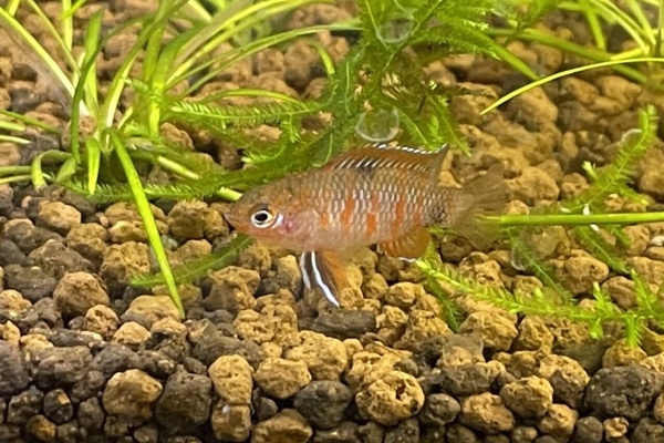 クロの熱帯魚飼育記