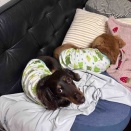 リモート会議って如何な物か。