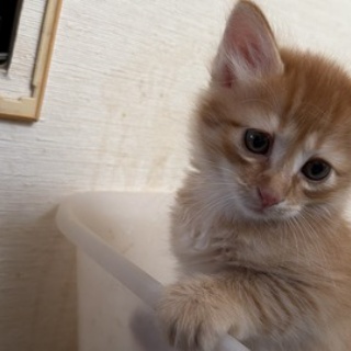 ねこかます