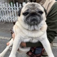 近所の犬