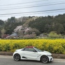 小倉城跡の菜の花と桜ドライブ