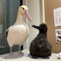 海鳥の企画展示を開催！