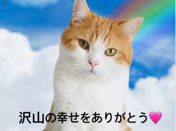 とらお君、安らかに、、、🌈⭐️🌈