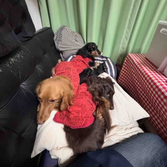 やる気ゼロの日。