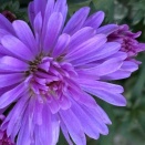 【言葉が変われば未来も変わる】 3085