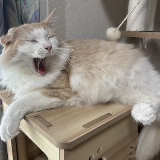 東京キャットガーディアンシェルター日記