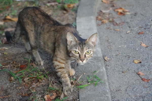 ねこかます - 茶トラ