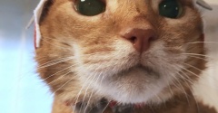 世界猫の日