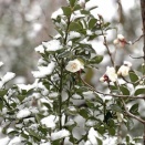 大雪警報のため本日の診療は終了いたしました【京都府　宇治市　いちのさか動物病院】