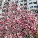 春の東京下町などを往く 江戸川区平井 旧中川 オオカンザクラ