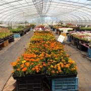 恵庭市のやしき花園さんで買った格安の花の苗