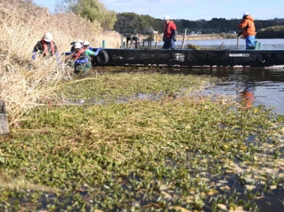 【ナガエツルノゲイトウ】「地球上最悪の侵略的植物」じわじわ拡大、３１都府県で確認…「半端ではない」繁殖力で稲収穫できず