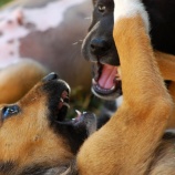 『犬との間に大切なことは、まずは信頼関係ではなく、まずは人が犬に礼儀正しく接する事かなと思います』の画像