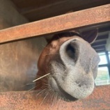 『ボスの決め手』の画像