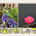 朝顔が楽しみです