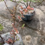 屋上畑に小旅行（ベランダ畑改め）