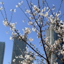 都会の桜　その1