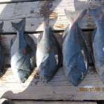 中本渡船　釣果情報