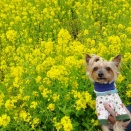 川和町駅の菜の花畑