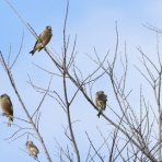 シニアの鳥撮り・素人日記